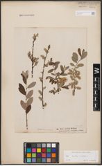 Foto von Salix aurita L. x Salix repens L.